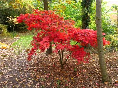 Acer Palmatum